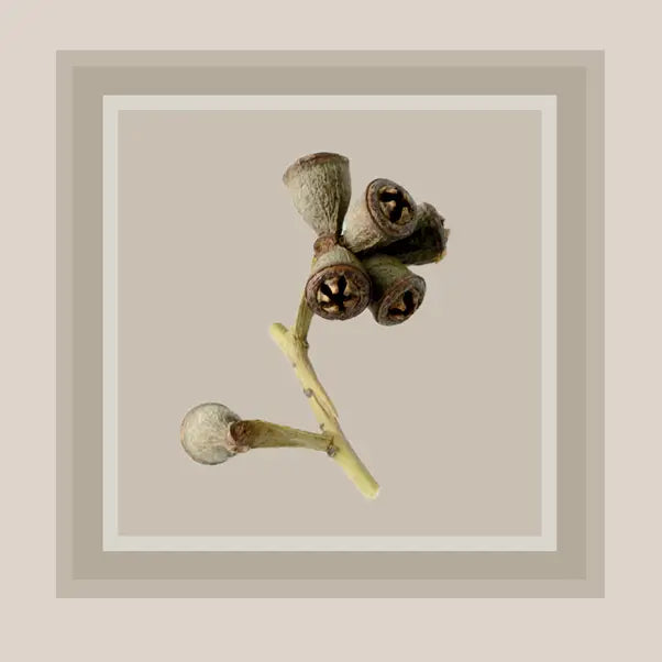 Eucalyptus Luncheon Paper Napkin